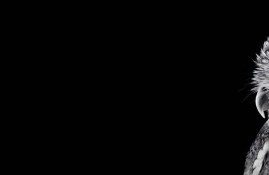 《热血行动：救赎之路》再掀动作热潮