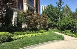 海角社区服务: 社区绿化提升计划启动