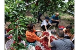 海角社区服务: 数字经济助推乡村振兴新路径